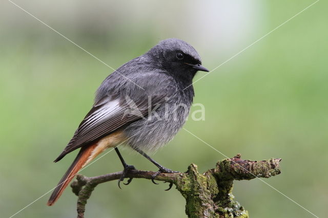Black Redstart (Phoenicurus ochruros)