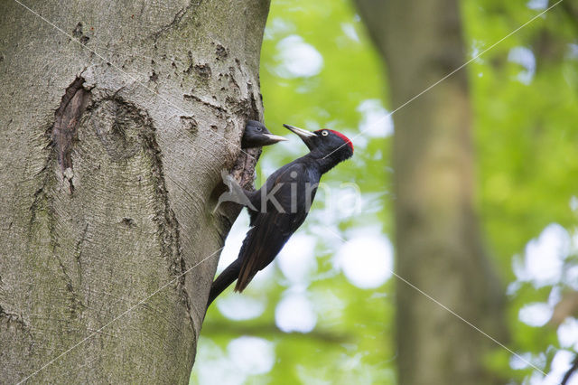 Zwarte Specht (Dryocopus martius)