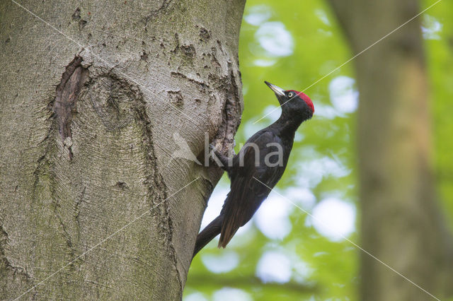 Zwarte Specht (Dryocopus martius)