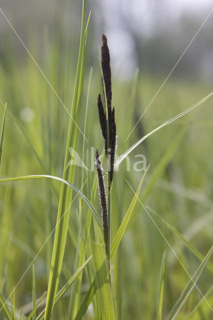 Common Sedge (Carex nigra)