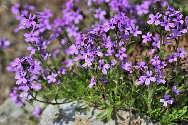 Alpenbalsem (Erinus alpinus)