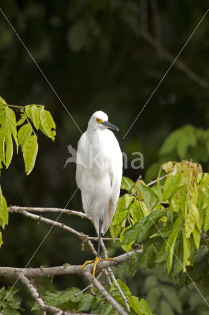 Amerikaanse Kleine Zilverreiger (Egretta thula)