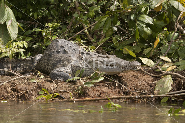 American Crocodile (Crocodylus acutus acutus)