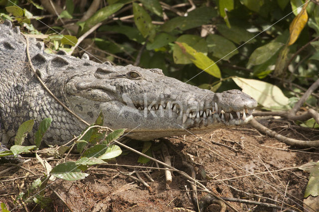 American Crocodile (Crocodylus acutus acutus)