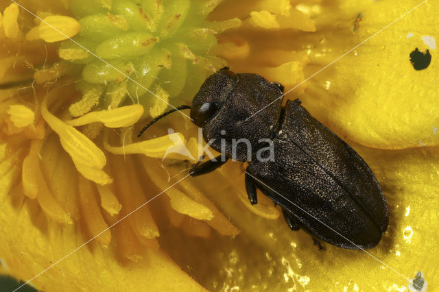 Anthaxia quadripunctata