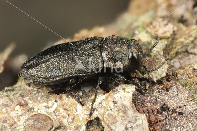 Anthaxia quadripunctata