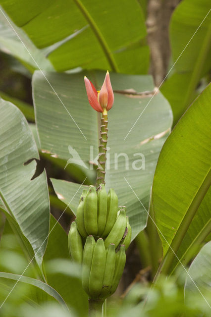 Banaan (Musa spec)