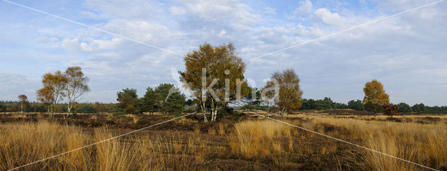 Birch (Betula)