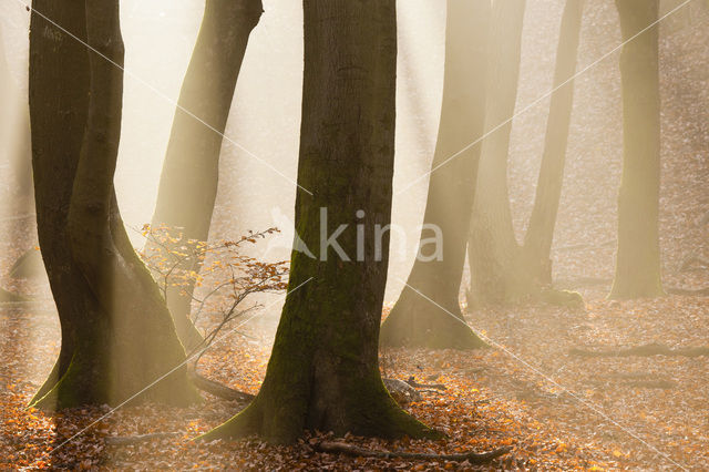 Beuk (Fagus sylvatica)