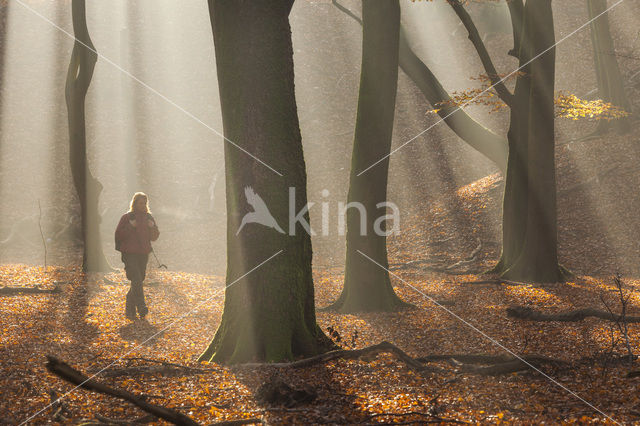 Beech (Fagus sylvatica)