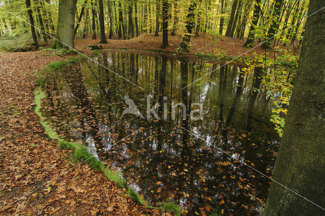 Beech (Fagus sylvatica)