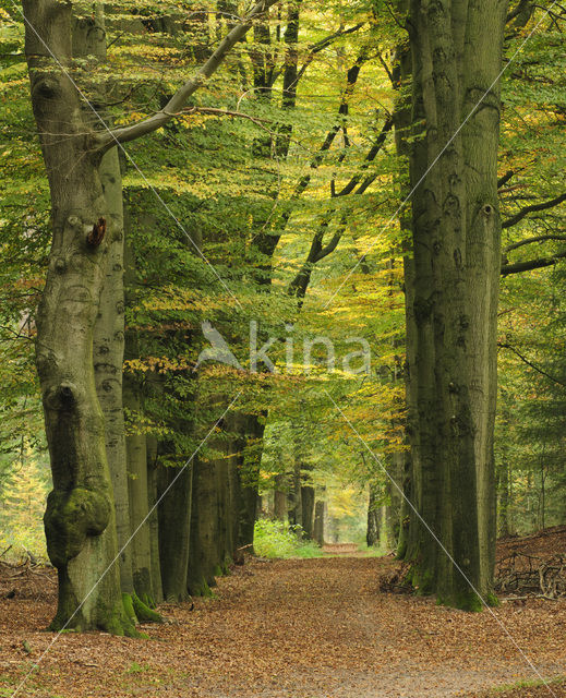 Beech (Fagus sylvatica)