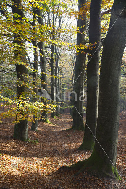 Beech (Fagus spec.)