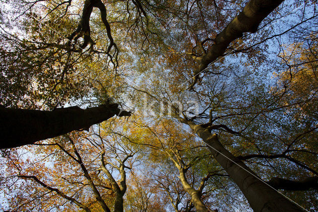 Beech (Fagus spec.)