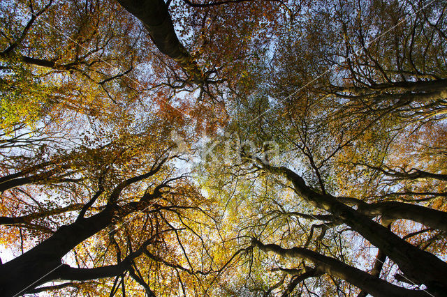 Beech (Fagus spec.)