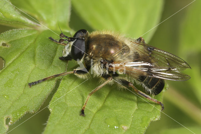 Bijwoudzwever (Criorhina asilica)