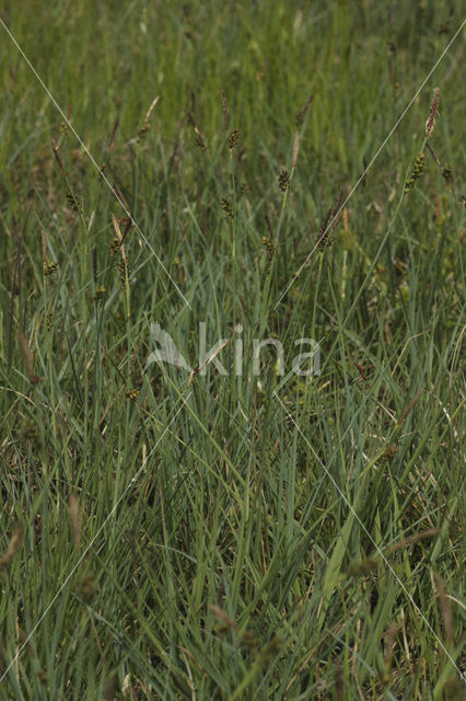 Blauwe zegge (Carex panicea)