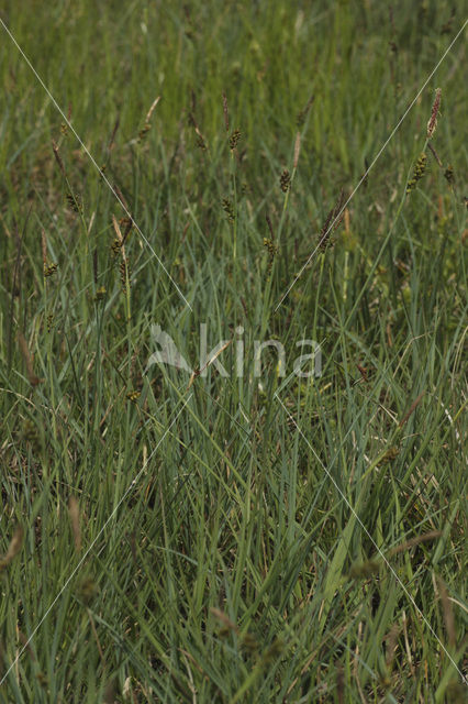 Carnation Sedge (Carex panicea)