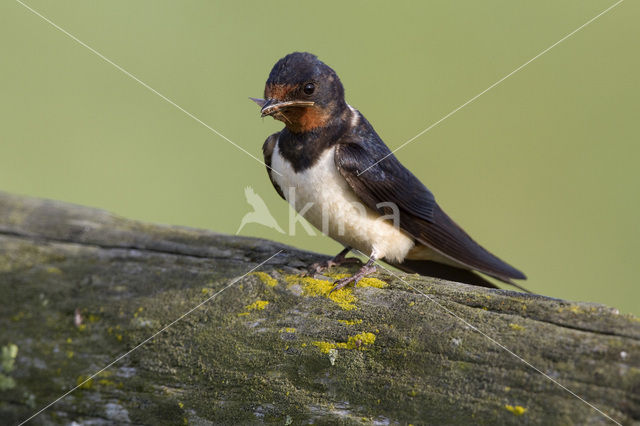 Boerenzwaluw (Hirundo rustica)