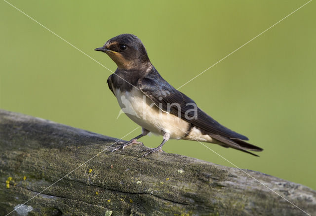 Boerenzwaluw (Hirundo rustica)