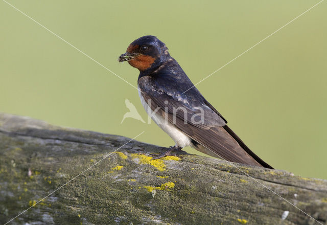 Boerenzwaluw (Hirundo rustica)