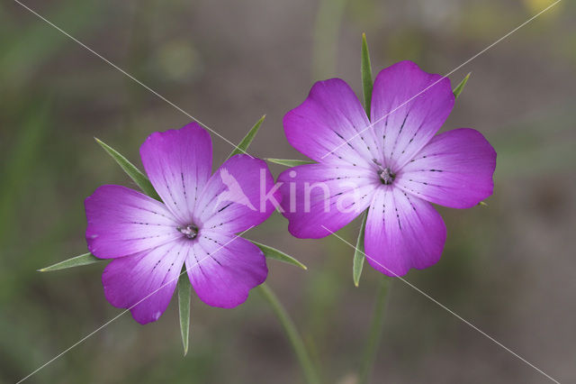 Bolderik (Agrostemma githago)