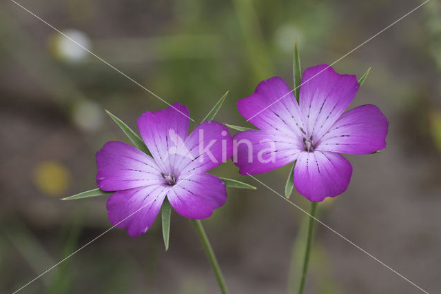 Bolderik (Agrostemma githago)