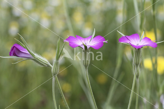 Corncockle (Agrostemma githago)