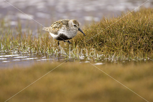 Dunlin (Calidris alpina)