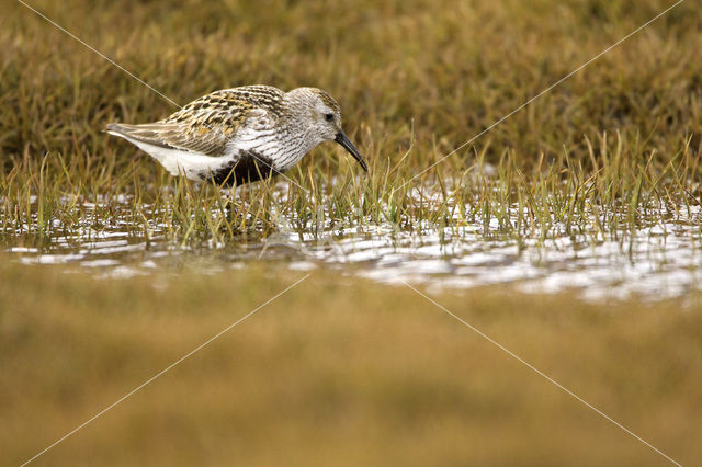 Dunlin (Calidris alpina)