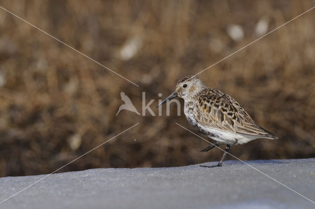 Bonte Strandloper (Calidris alpina)