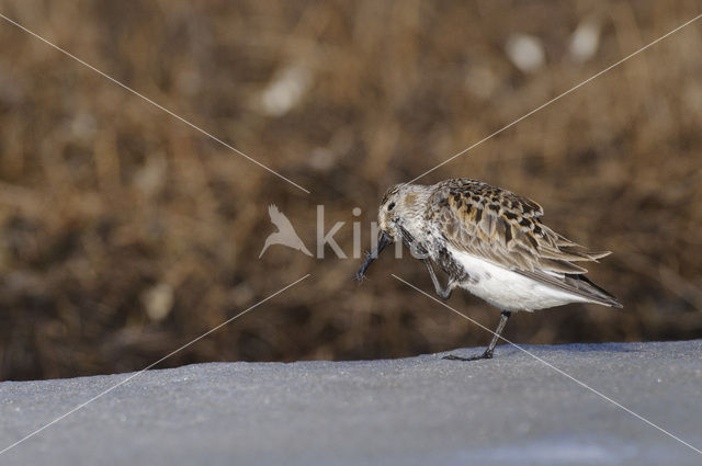 Bonte Strandloper (Calidris alpina)