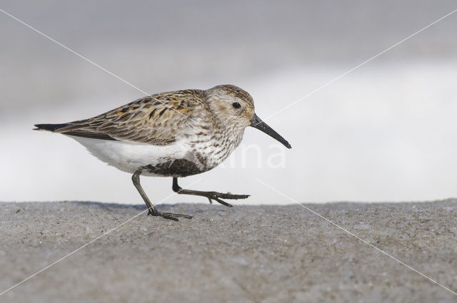 Bonte Strandloper (Calidris alpina)