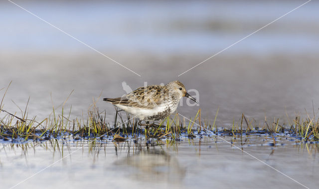 Dunlin (Calidris alpina)