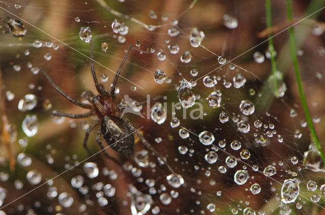 Bonte trechterspin (Tegenaria ferruginea)