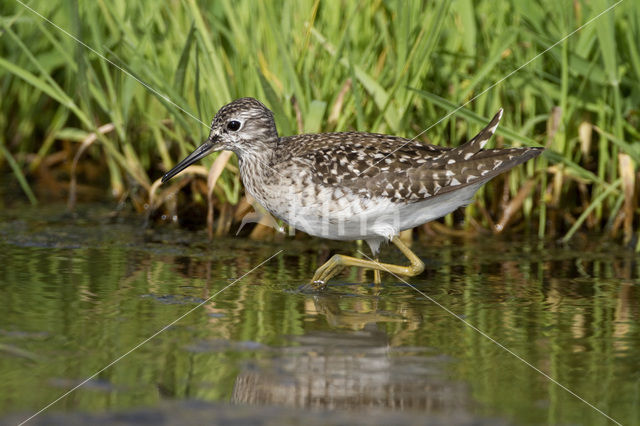 Wood Sandpiper (Tringa glareola)