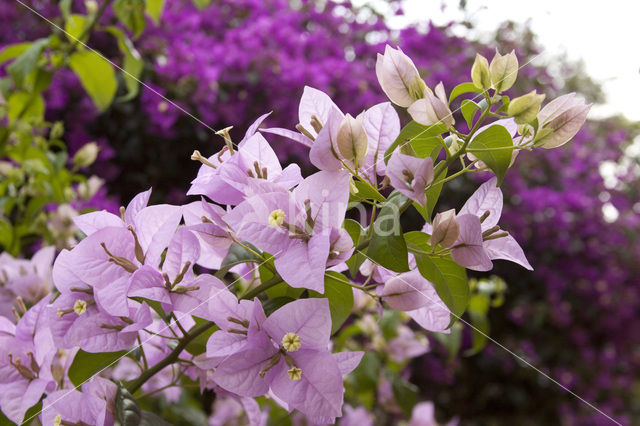 Bougainville (Bougainvillea)