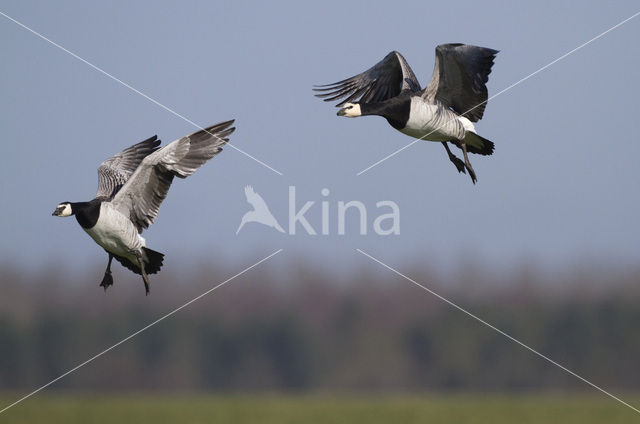 Barnacle Goose (Branta leucopsis)