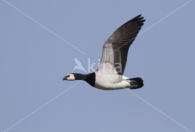 Brandgans (Branta leucopsis)