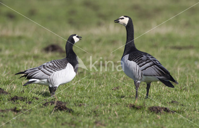 Barnacle Goose (Branta leucopsis)