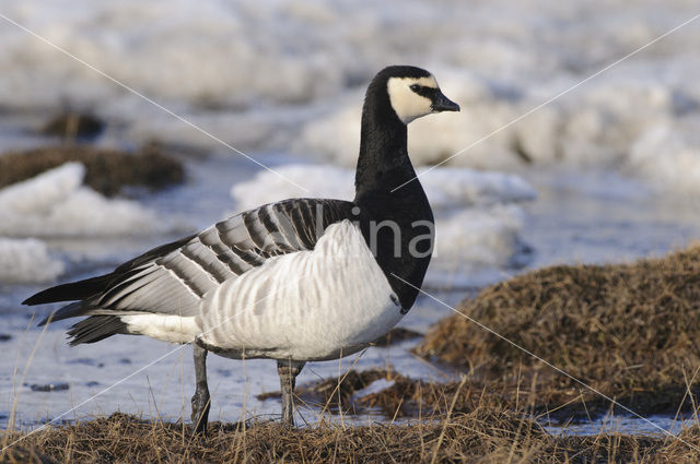 Brandgans (Branta leucopsis)