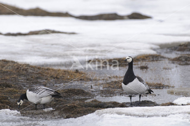 Barnacle Goose (Branta leucopsis)