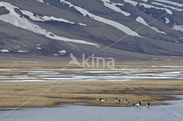 Barnacle Goose (Branta leucopsis)