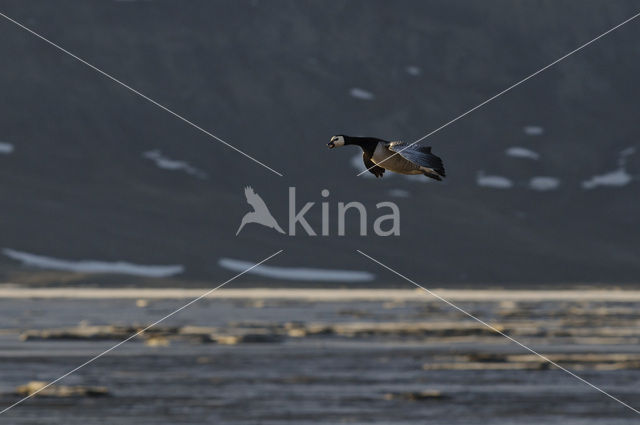 Barnacle Goose (Branta leucopsis)