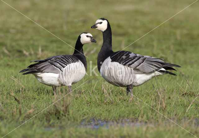 Brandgans (Branta leucopsis)