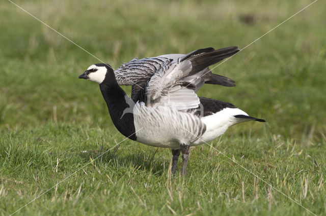 Brandgans (Branta leucopsis)