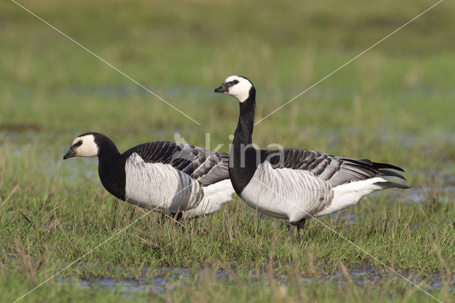 Barnacle Goose (Branta leucopsis)