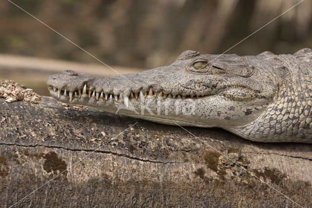 Brilkaaiman (Caiman crocodilus)