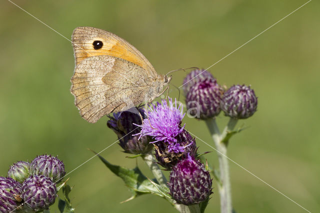 Meadow Brown (Maniola jurtina)