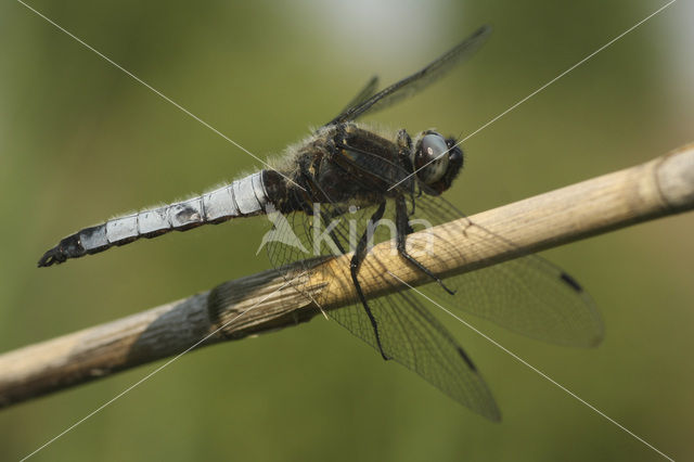 Bruine korenbout (Libellula fulva)